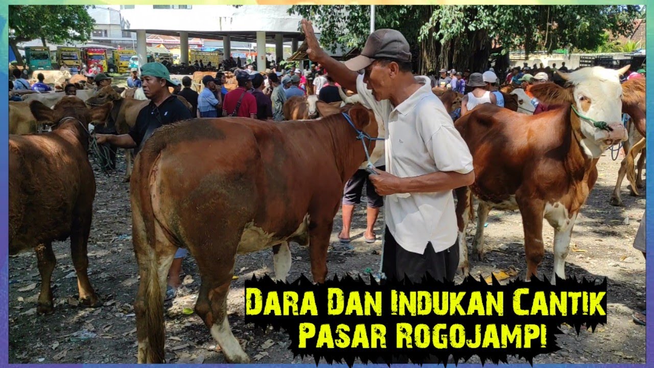 Harga Dara Dan Indukan Cantik Pasar Rogojampi Banyuwangi