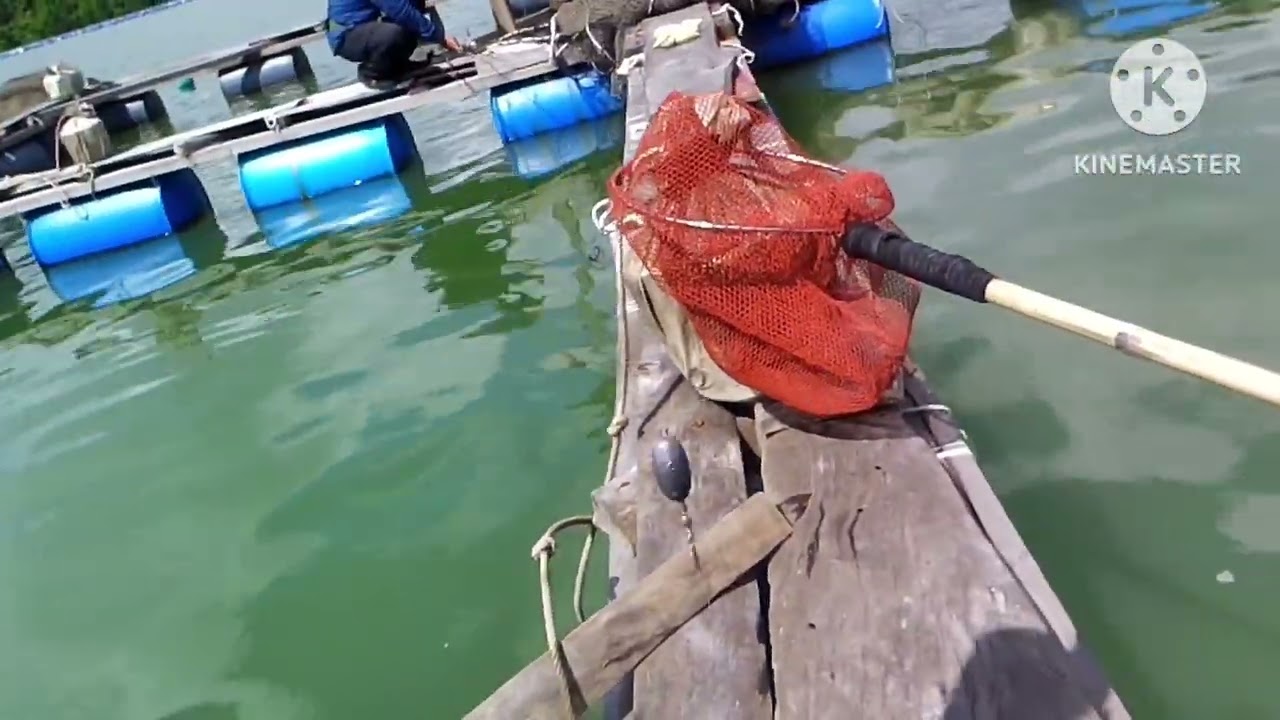 Đi câu cá nâu mà đụng bầy cá cháp lớn quá phê cả nhà ơi