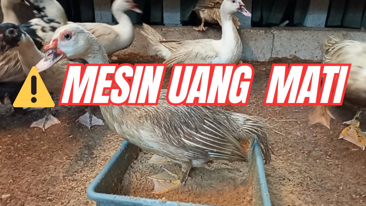Kesalahan Kecil yang Diam Diam Membunuh Mesin Uang Peternak Entok
