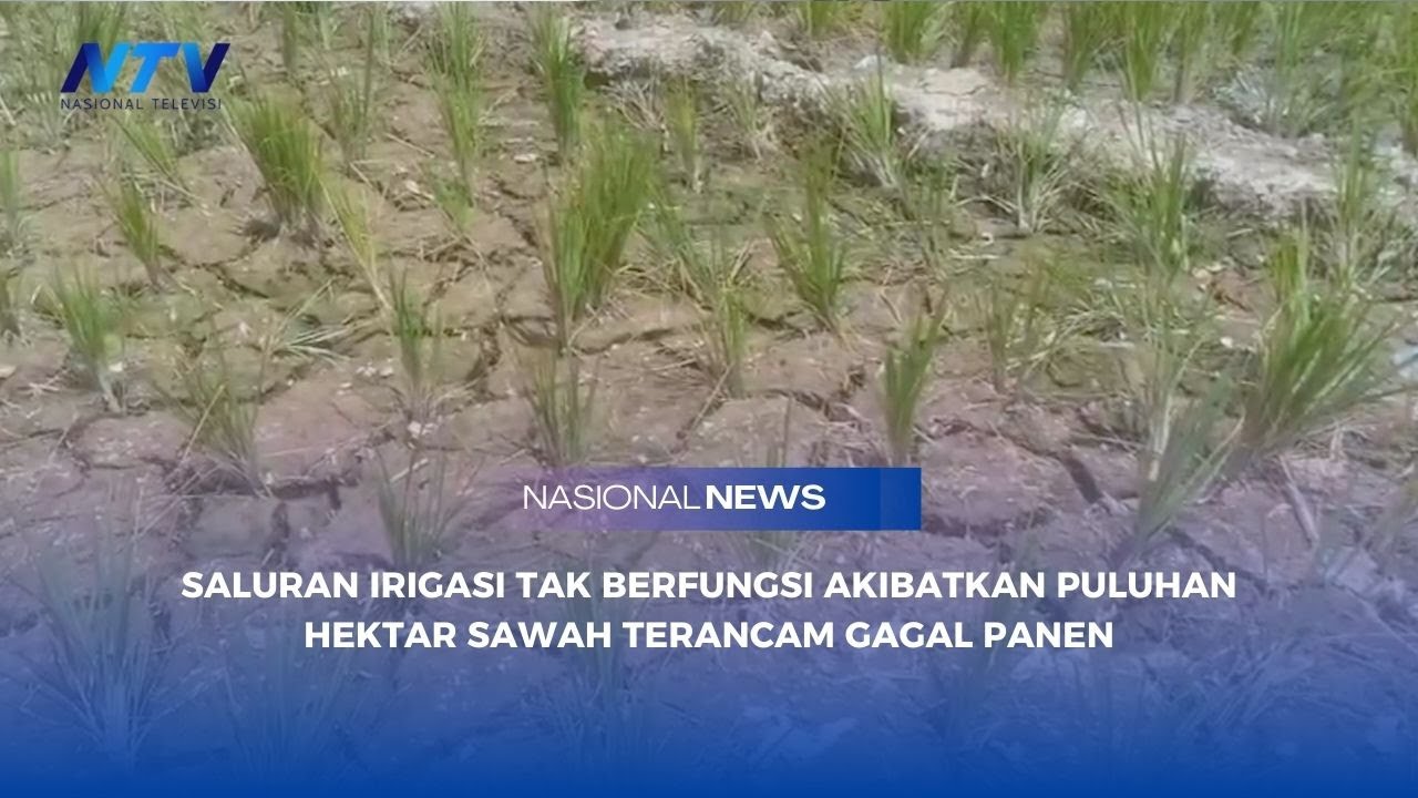 SALURAN IRIGASI TAK BERFUNGSI AKIBATKAN PULUHAN HEKTAR SAWAH TERANCAM GAGAL PANEN