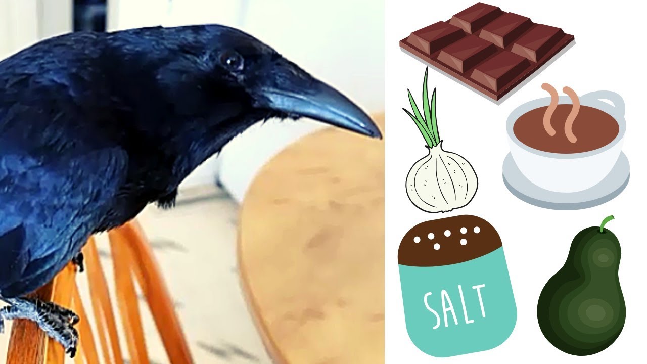 10 things you should not Feed Crows or Magpies