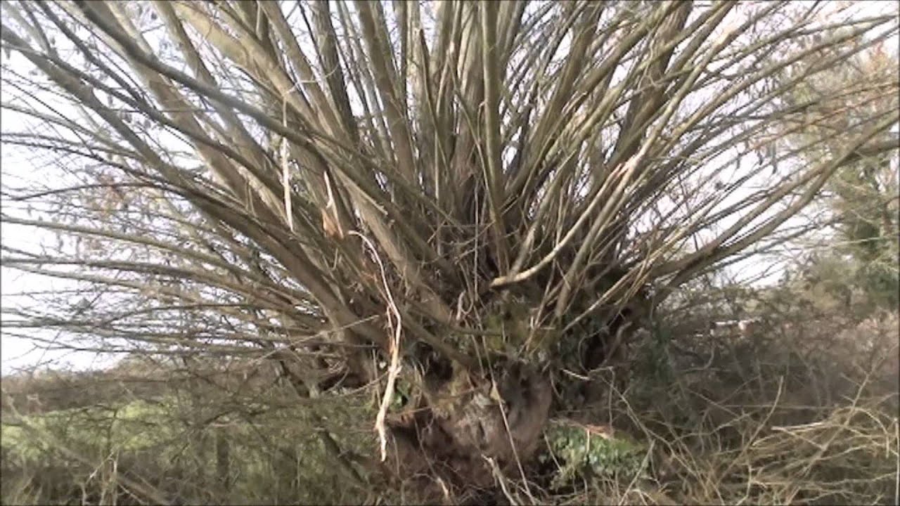 Pollarded willow tree before and after