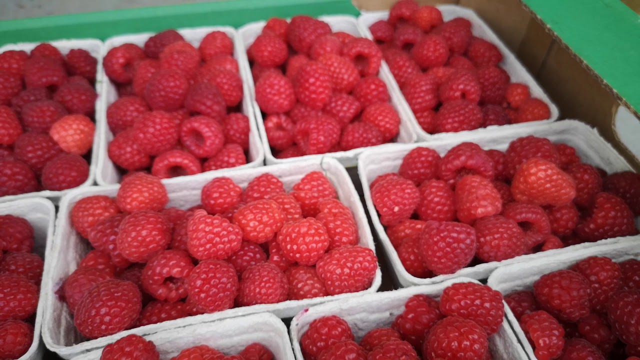 Maliny, borówki, jagoda kamczacka - ceny na Broniszach, 18.06.2020