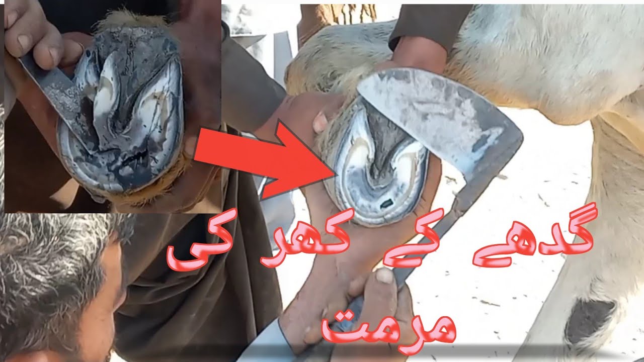 Donkey hoof Repaired | Master of hoof repair | Hoof trimming