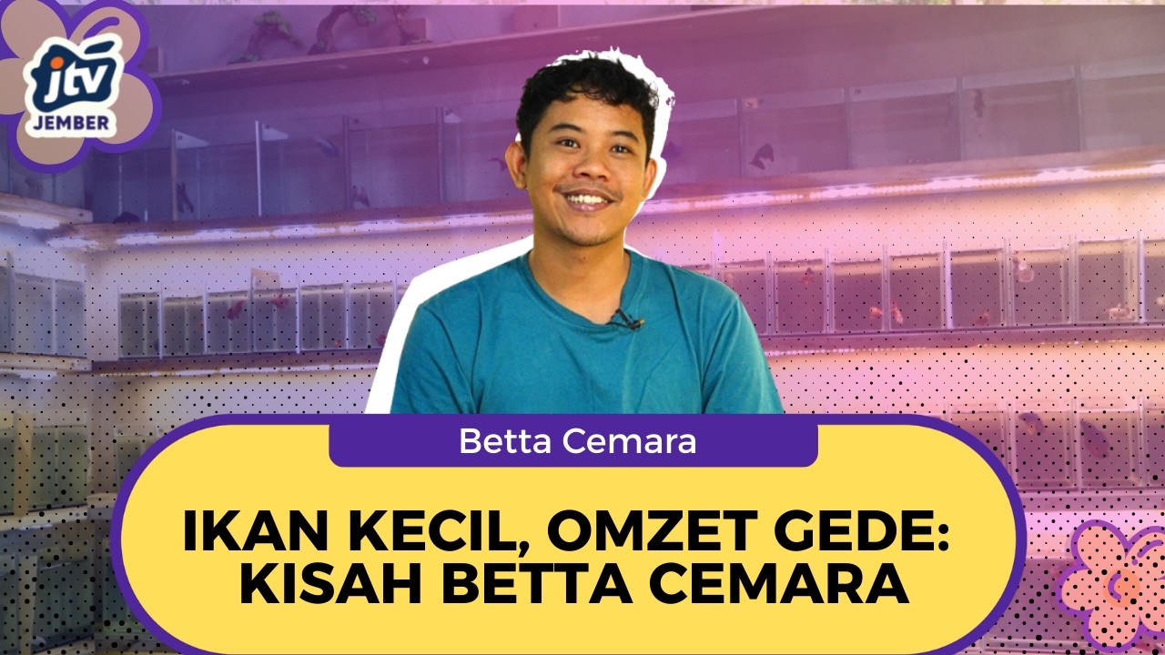 [LIVE] Cupang Jadi Terapi Stres! Kisah Mas Arif Bangun Betta Cemara Jember
