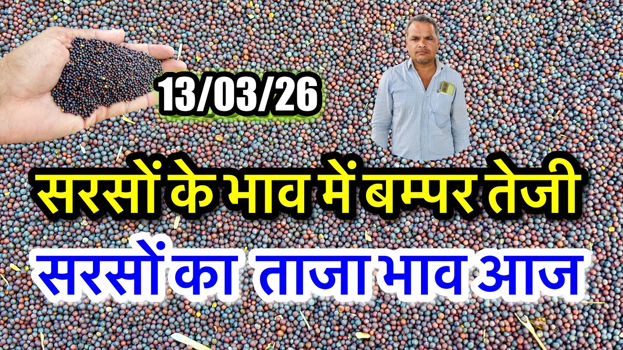 नई सरसों का ताजा भाव आज का अलवर मंडी! सरसों के भाव में आया जोरदार उछाल देखें भाव, #sarso_ka_bhav 
