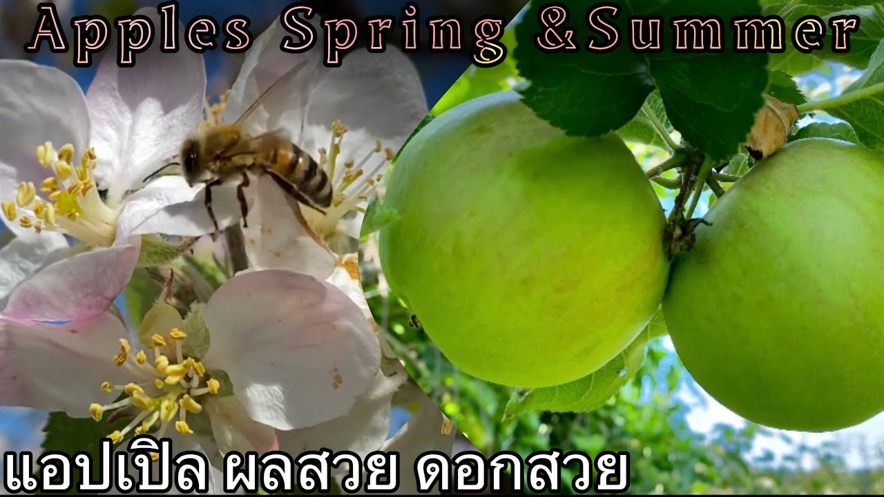 Wild Apples Spring & Summer in Alsace France | ฝรั่งเศส สวนแอปเปิล ลูกพลัม พรุน@NingOnestar
