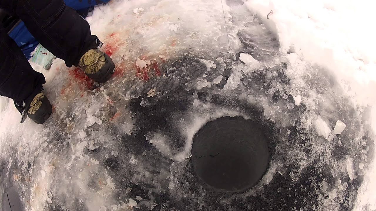 Near World Record Lake Trout