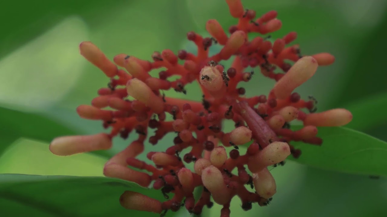 BOLIVIA'S MADIDI NATIONAL PARK IS MOST BIODIVERSE IN THE WORLD