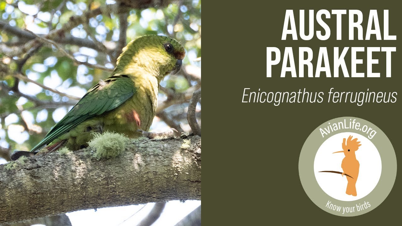 Austral Parakeet - Enicognathus ferrugineus
