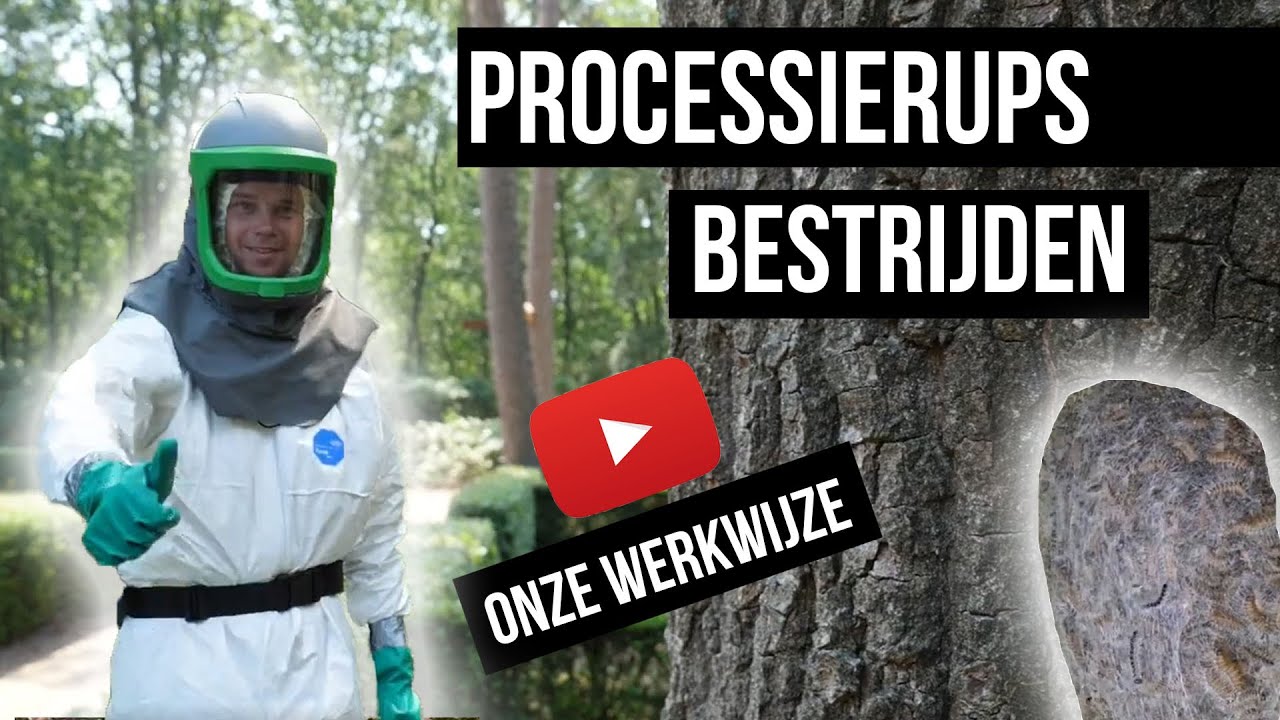 Eikenprocessierups bestrijden - Uitleg van de professional