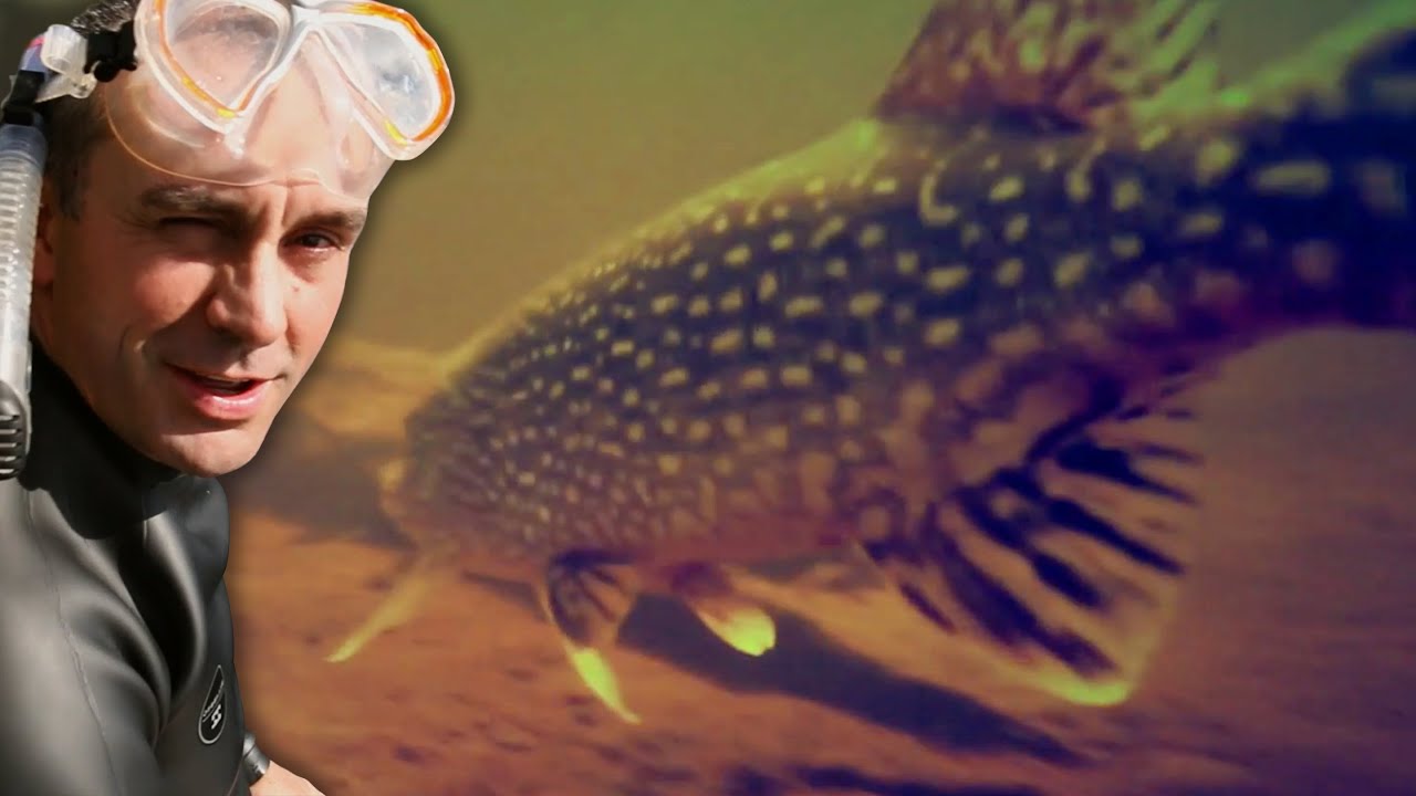 PLONGÉE AVEC LES DENTS DU LAC - Cyril Chauquet