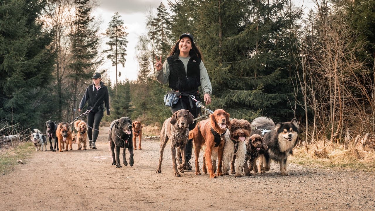 THE MOST AMAZING DOG WALKERS IN THE WORLD