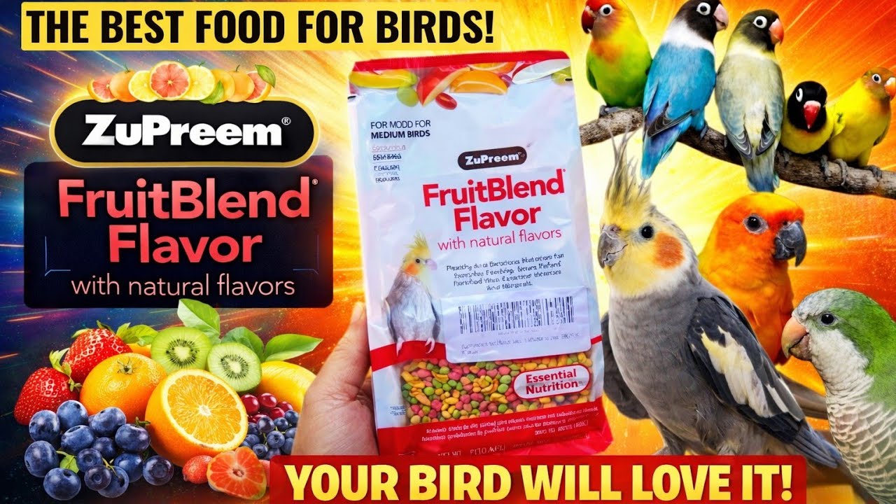 Корм ZuPreem FruitBlend для корелл | Concurs | Неразлучники | Квакеры | Лучший корм для здоровых ...