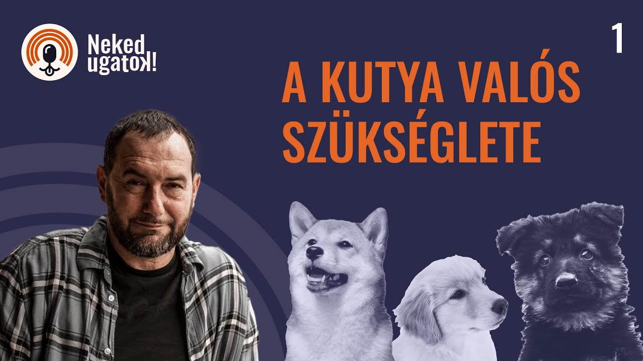 Megbüntessem-e a kutyát? | Partnerség vs tekintély | A kutya valós szükséglete - Neked Ugatok! #1