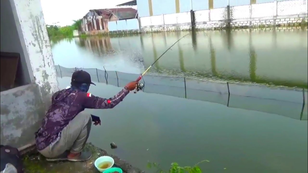 Beginilah kalau musimnya...Mancing ikan mas liar di sungai gampang sekali