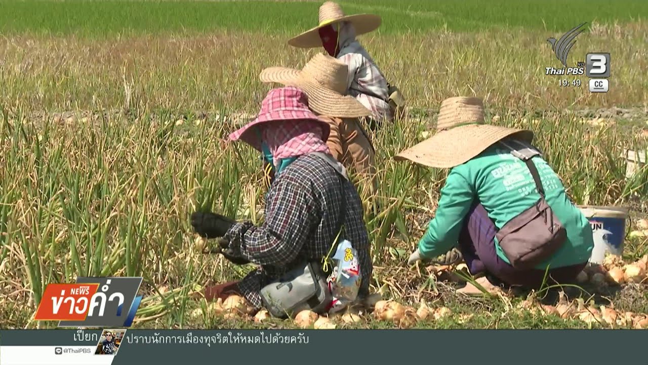 เกษตรกรเดือดร้อนหอมหัวใหญ่ราคาตกต่ำ