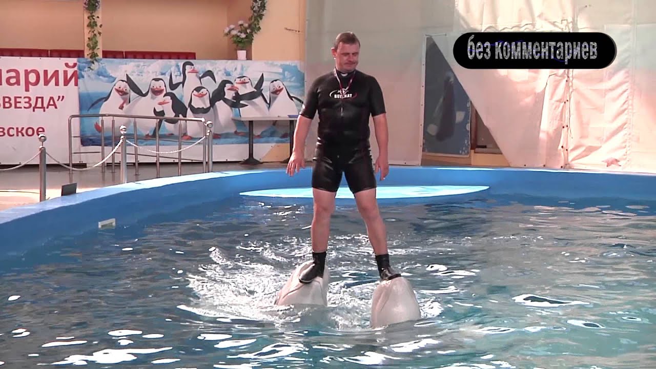 NO COMMENTS Дельфинарий Морская звезда. Шоу поющих дельфинов
