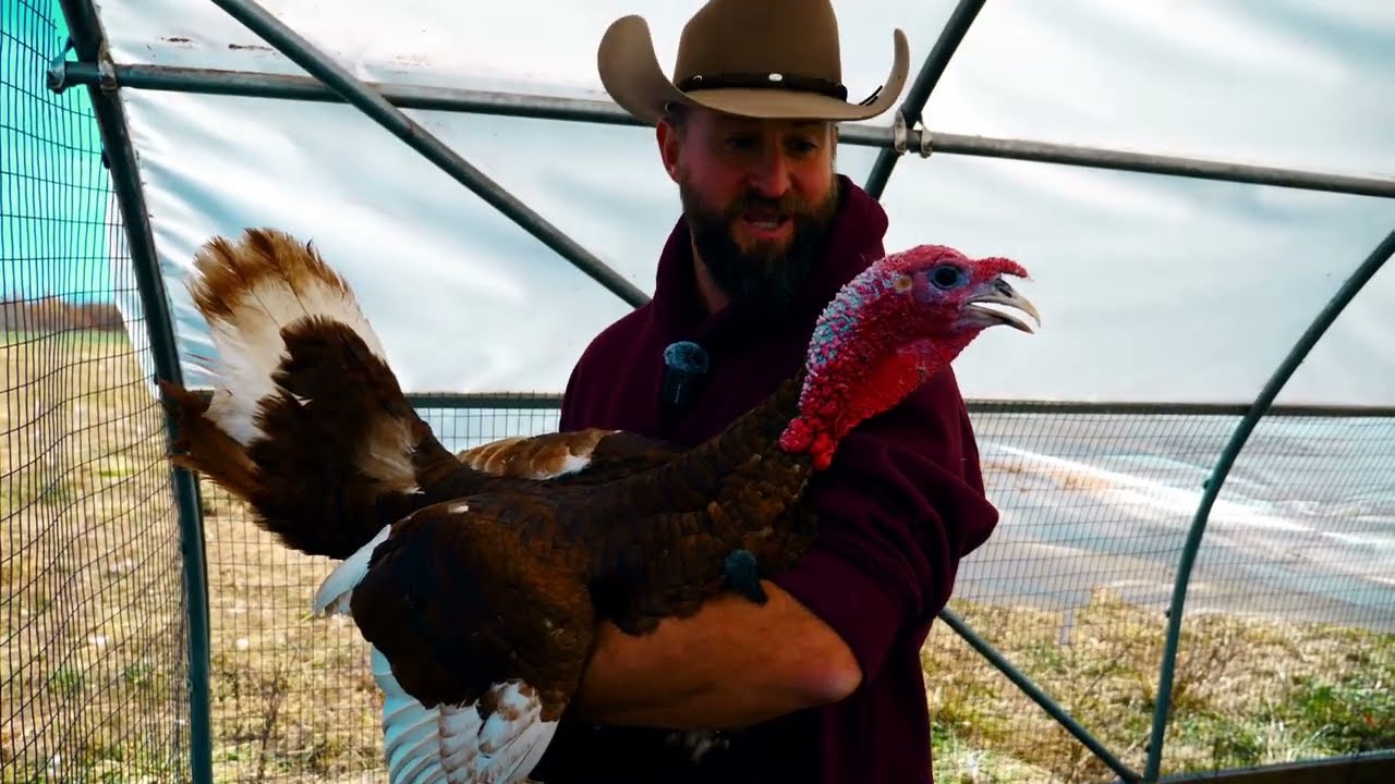 Meet Our Red Bourbon Turkeys!
