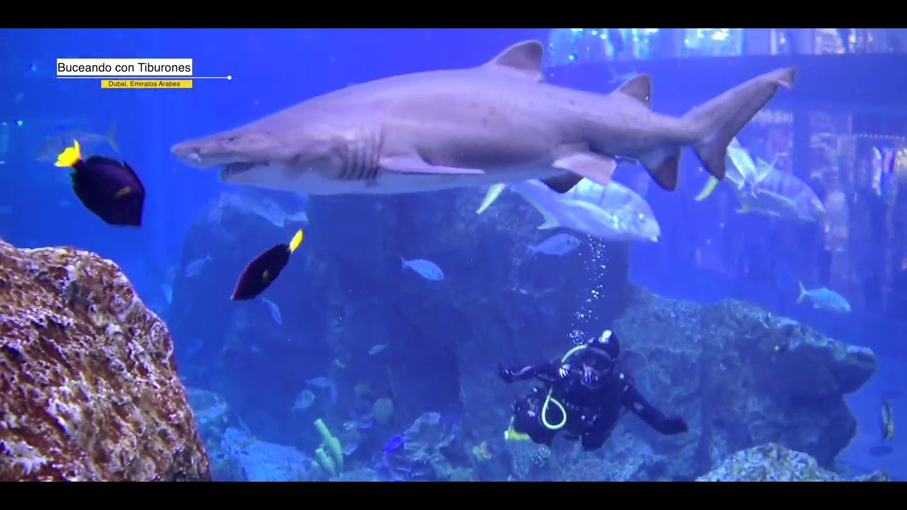 NADANDO CON TIBURONES TERROR