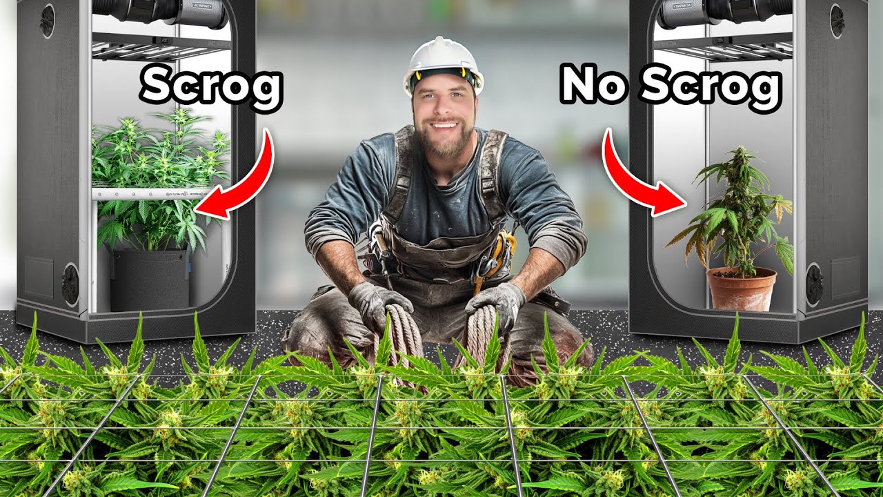 How to Build a Scrog Frame for Massive Yields | Scrog School Episode 20