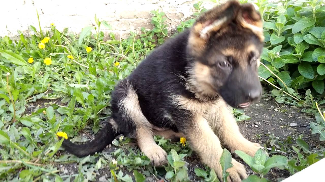 Gabino Von der Magüi - POA - Ovejero Alemán ( 70 días )