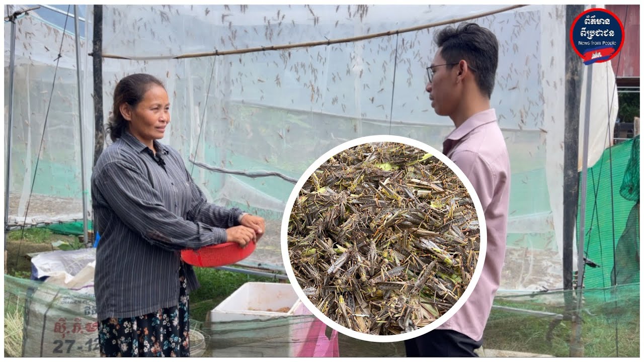 អ្នកស្រី ម៉េត សុីនួន កំពុងងាកមកចិញ្ចឹមសត្វកណ្ដូបទទួលផលល្អ និងតម្លៃទីផ្សារខ្ពស់ ងាយស្រួលលក់ចេញ