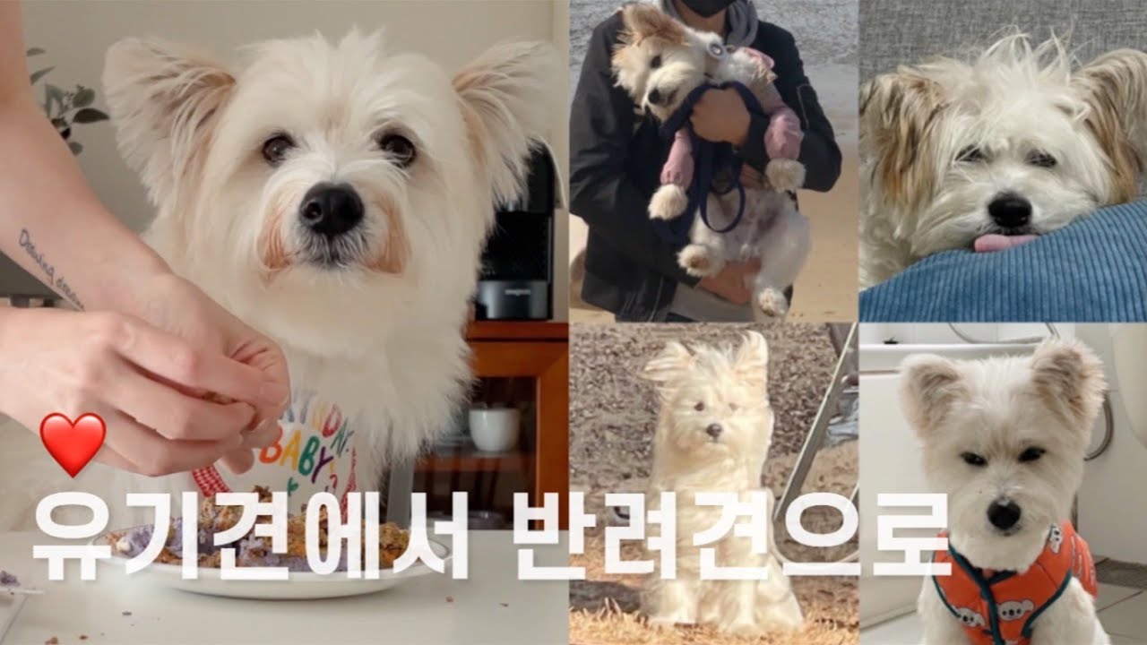 유기견에서 반려견으로, 유기견 입양 2주년✌🏻케이크 먹방부터 망한 강아지 사진 대회까지😁