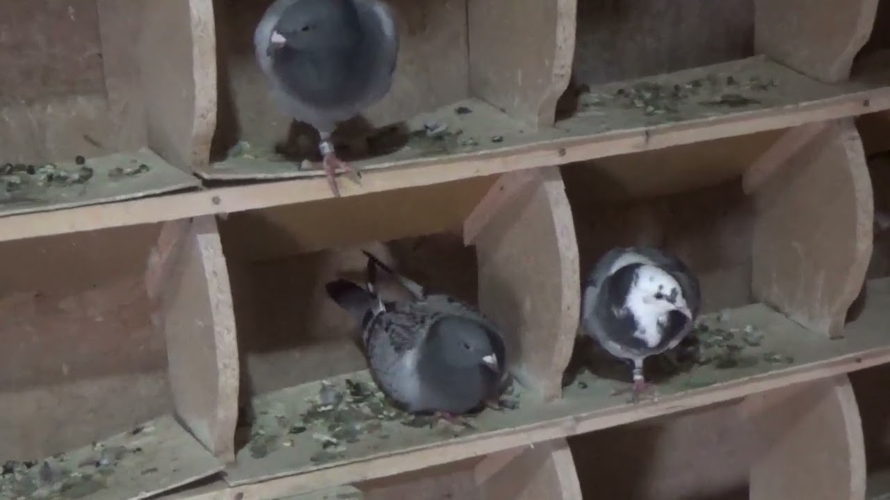 Tandem columbofil Ciobanu Ghioc Supiala Prahova Romania pui generatia 2025 7 sept 2025