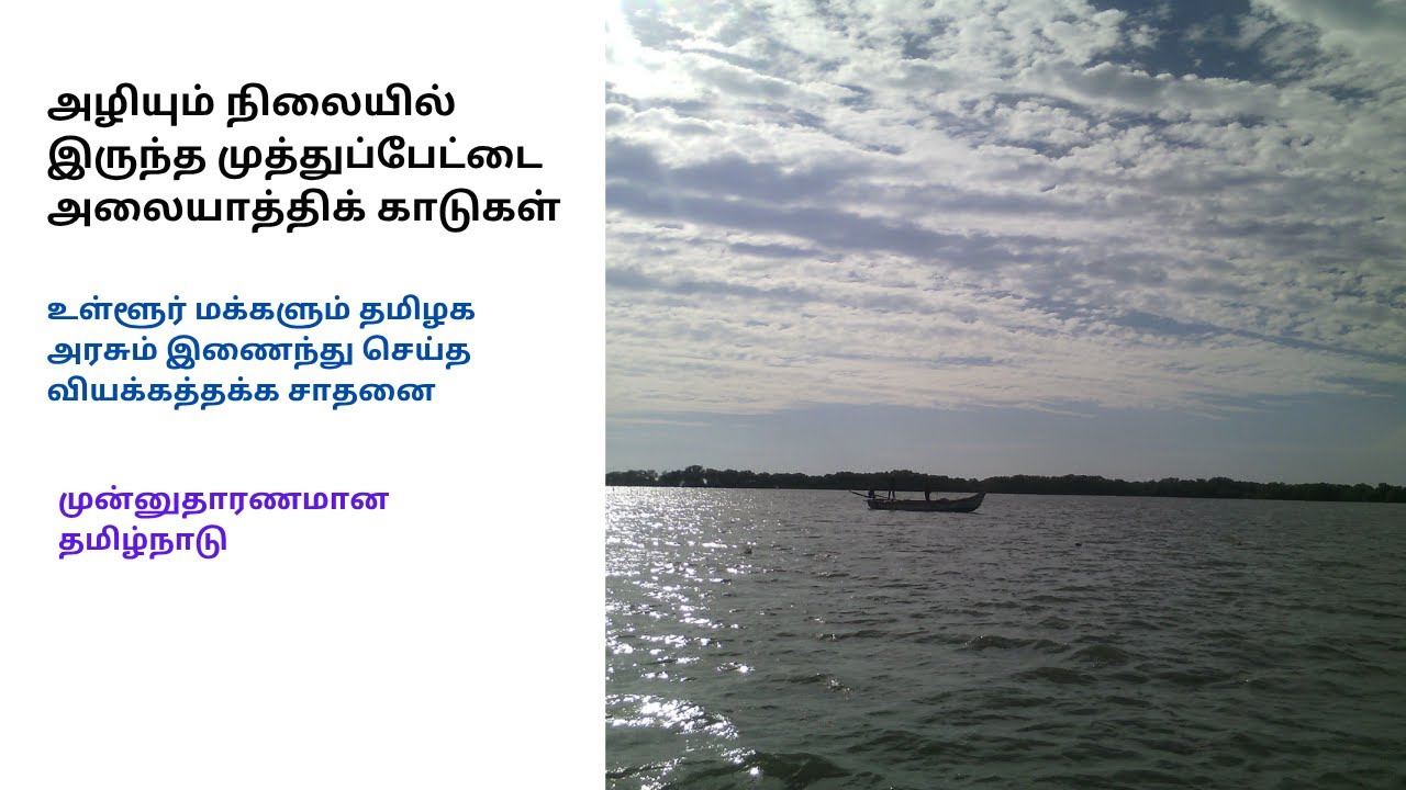 Muthupettai Mangrove Forests | How a Small Community Strengthened Tamil Nadu Government's Hands