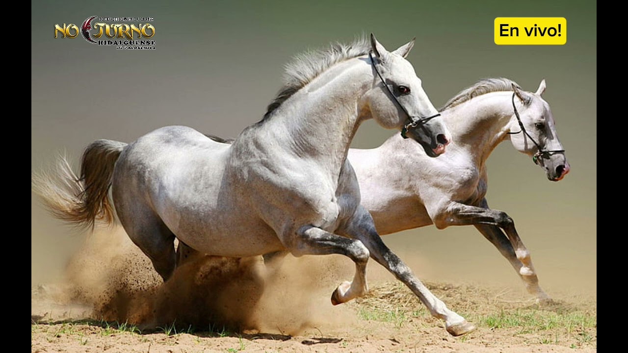 EL CABALLITO en vivo!