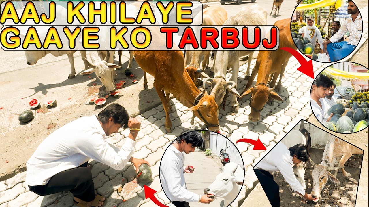 Fed Watermelons to Thirsty Cows in the Heat🍉| Piyush Patel Vlogs |