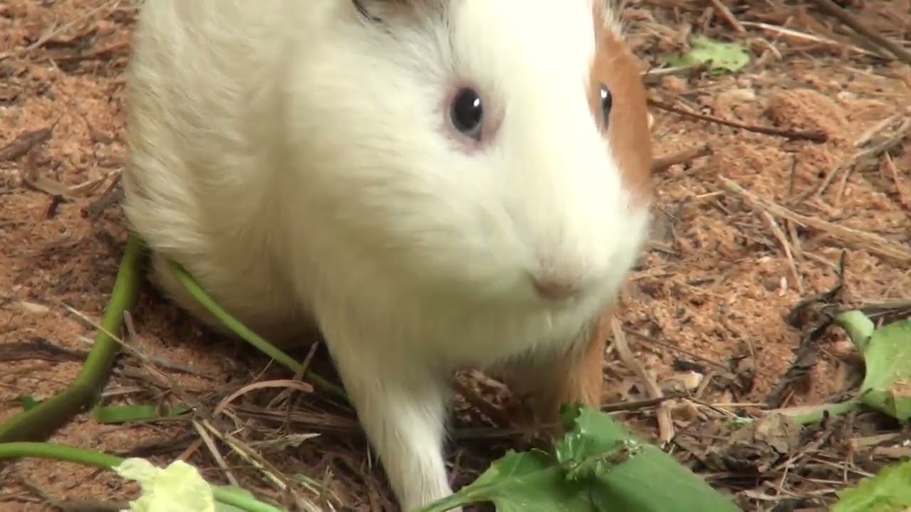 Guinea Pigs During The Day
