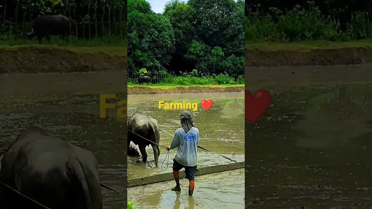 #farming