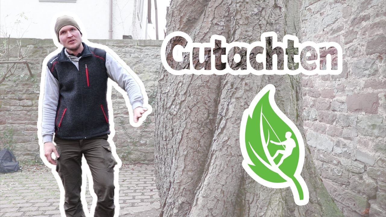 Baumpflege Schätzlein: Gutachten und Einkürzung einer Rosskastanie | Mini-Doku