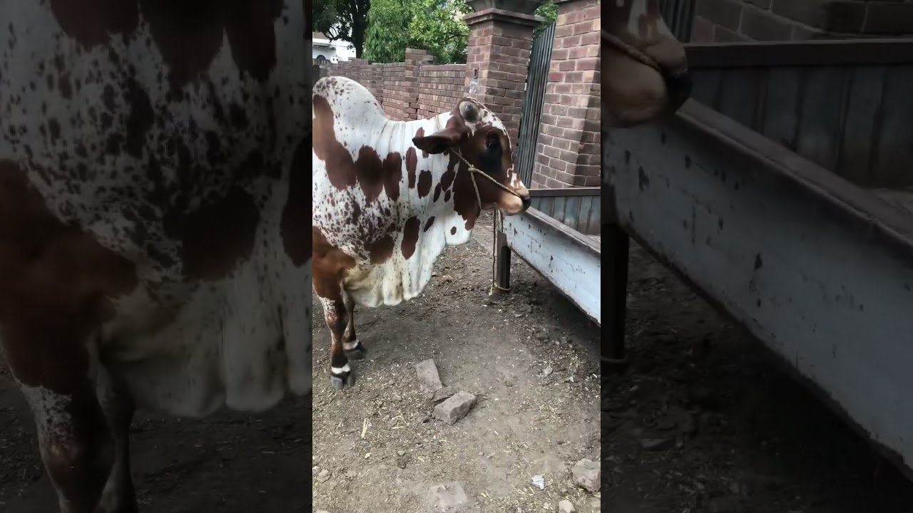 Ablak cow Shorts |Ablak cow in Pakistan #cow #bakramandi