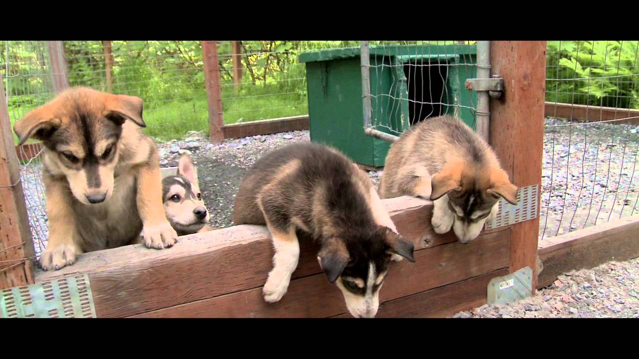 Seavey's Ididaride Sled Dog Tour