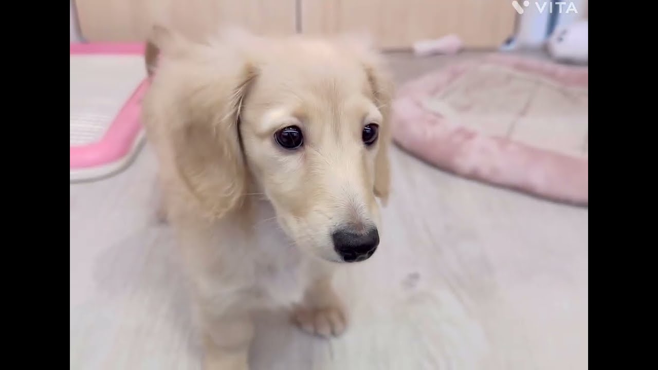 【マルワン横浜 港北NT店】オモチャ遊びが大好きミニチュアダックスちゃん♪