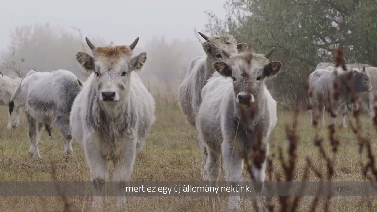 A hajdúsági Fekete István János birtokán jártunk Dömötör Csabával