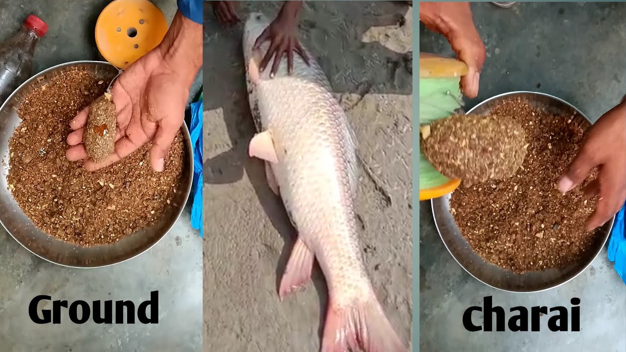 Amazing carp fish ground bait|Rahu mirgal caltla ki charai
