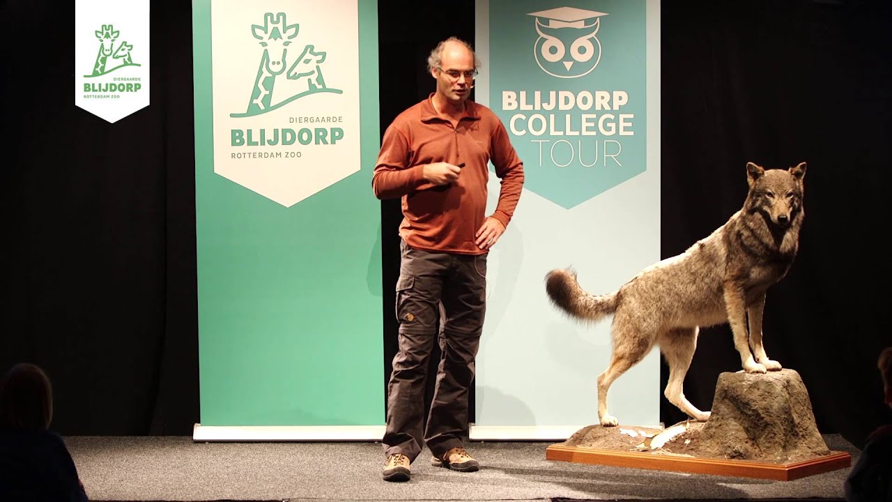 Samenvatting Blijdorp College 'De wolf in het wild'