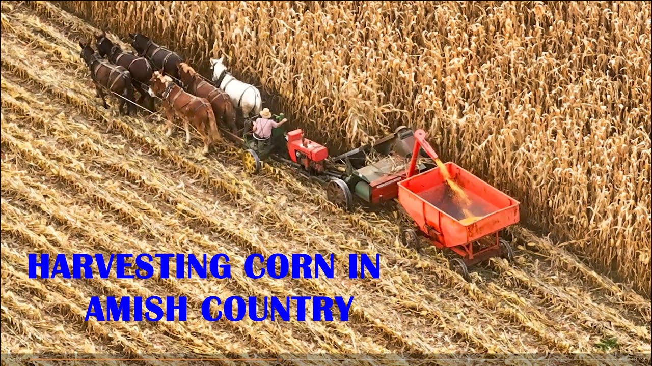 FALL HARVEST with HORSEPOWER in AMISH COUNTRY lancaster County, Pennsylvania