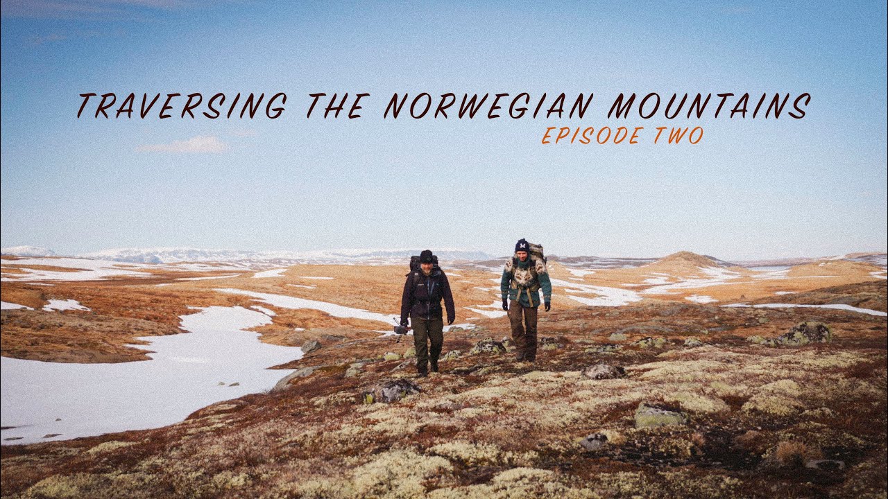 bird photography with trond westby on hardangervidda