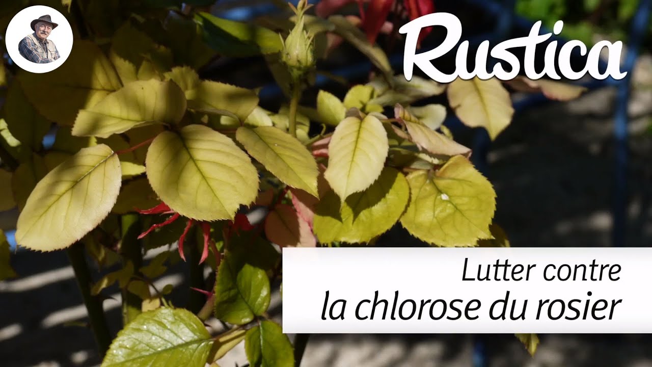 Lutter contre la chlorose du rosier