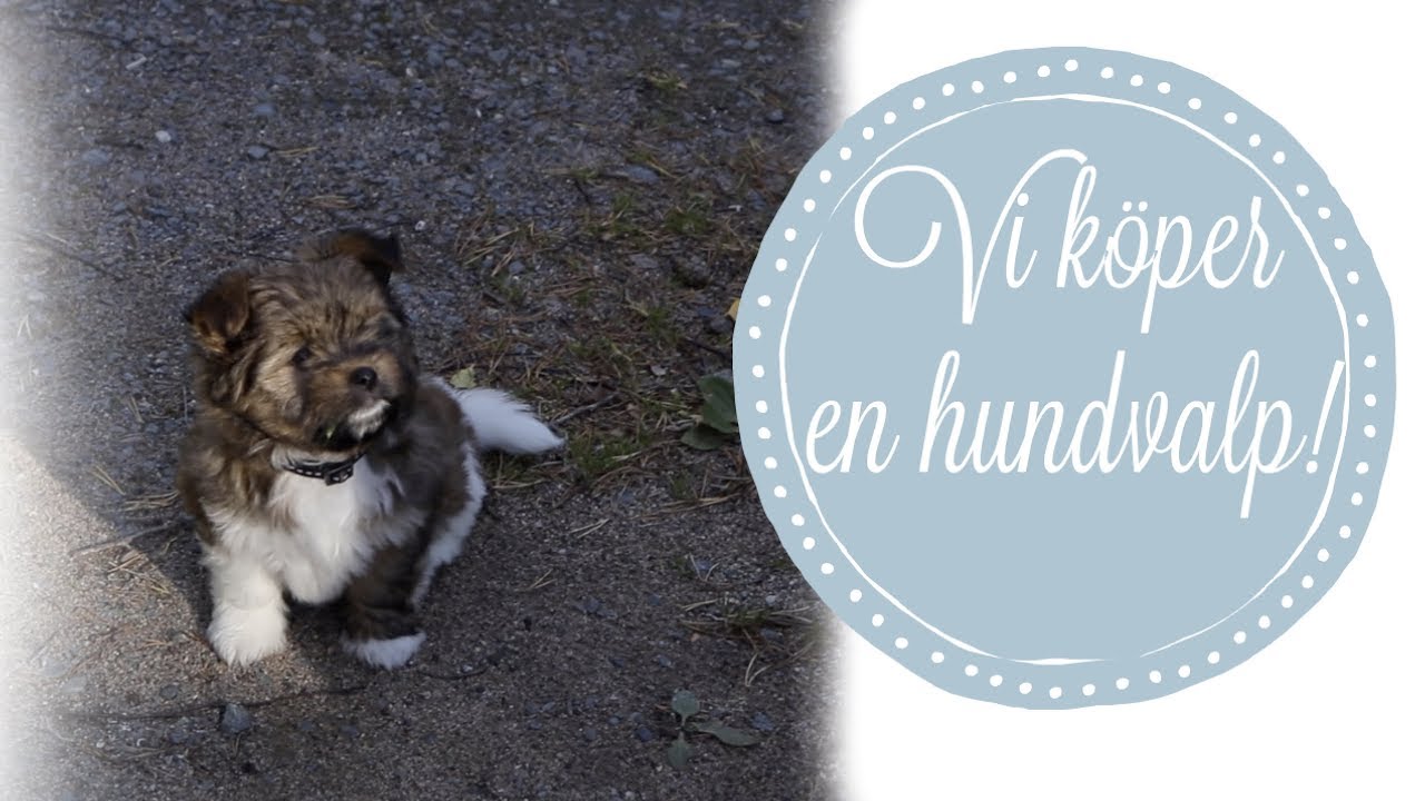 Vi köper en hundvalp!