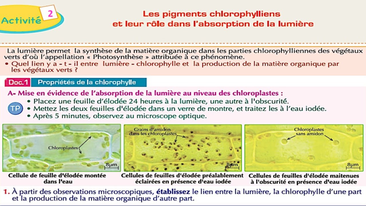 Les pigments chlorophylliens et leur rôle dans l'absorption de la lumière SVT 1 BAC (شرح بالعربية)