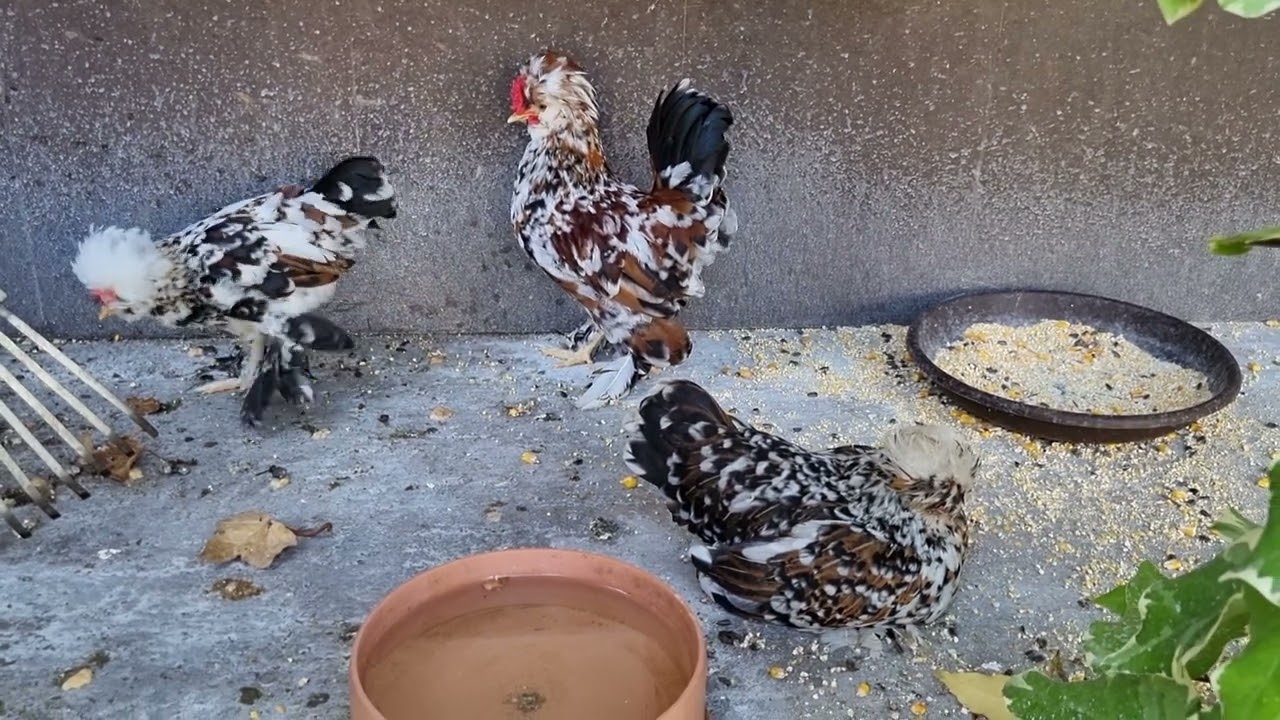 #Gaini pitice motate, barboase, &icirc;ncălțate, bulgărești, rasa strumski