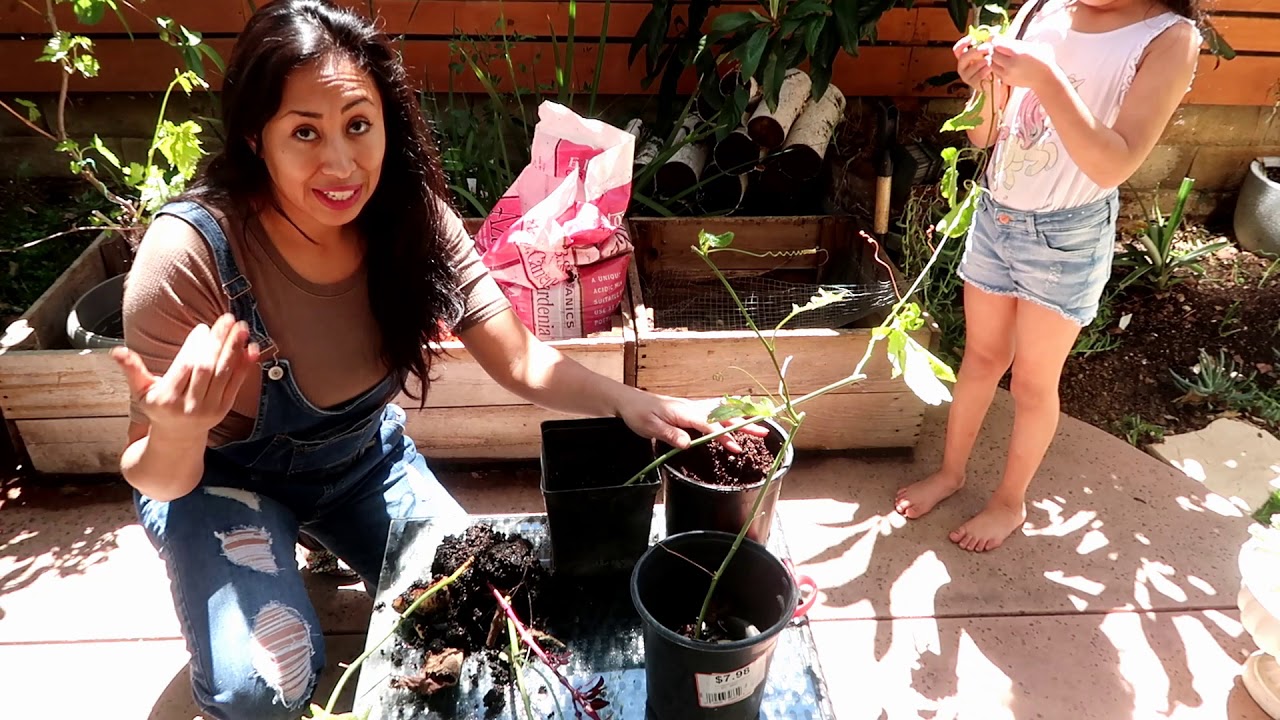 Potting Passion Fruit Cuttings | Their ready for their own Container 《HOW TO, CARE AND MORE》