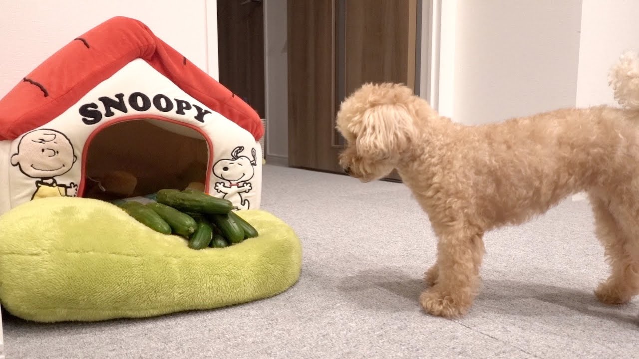 自宅の前に大量のきゅうりを置かれた犬