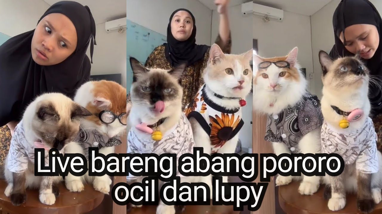 Bikin ngakak....beginilah kelakuan emak pororo waktu live #kucingpororo #inipororo #cicichania